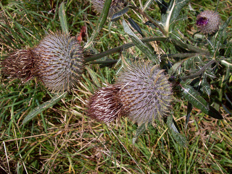 Изображение особи Cirsium polonicum.