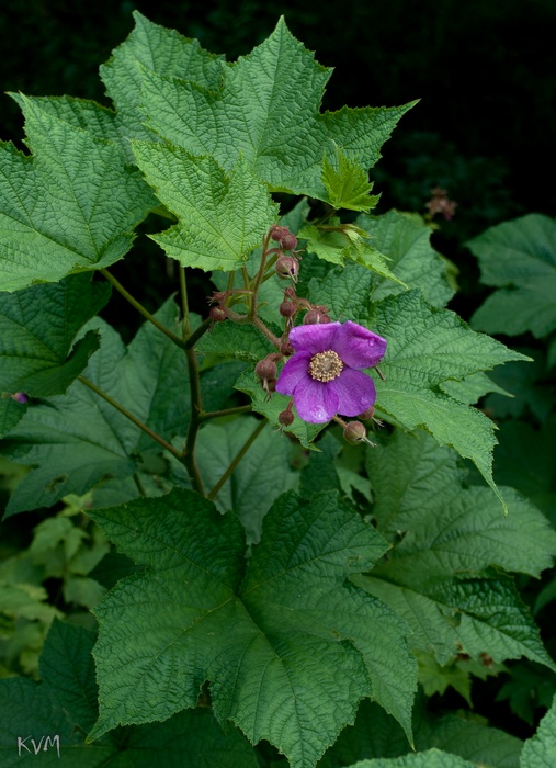 Image of Rubus odoratus specimen.