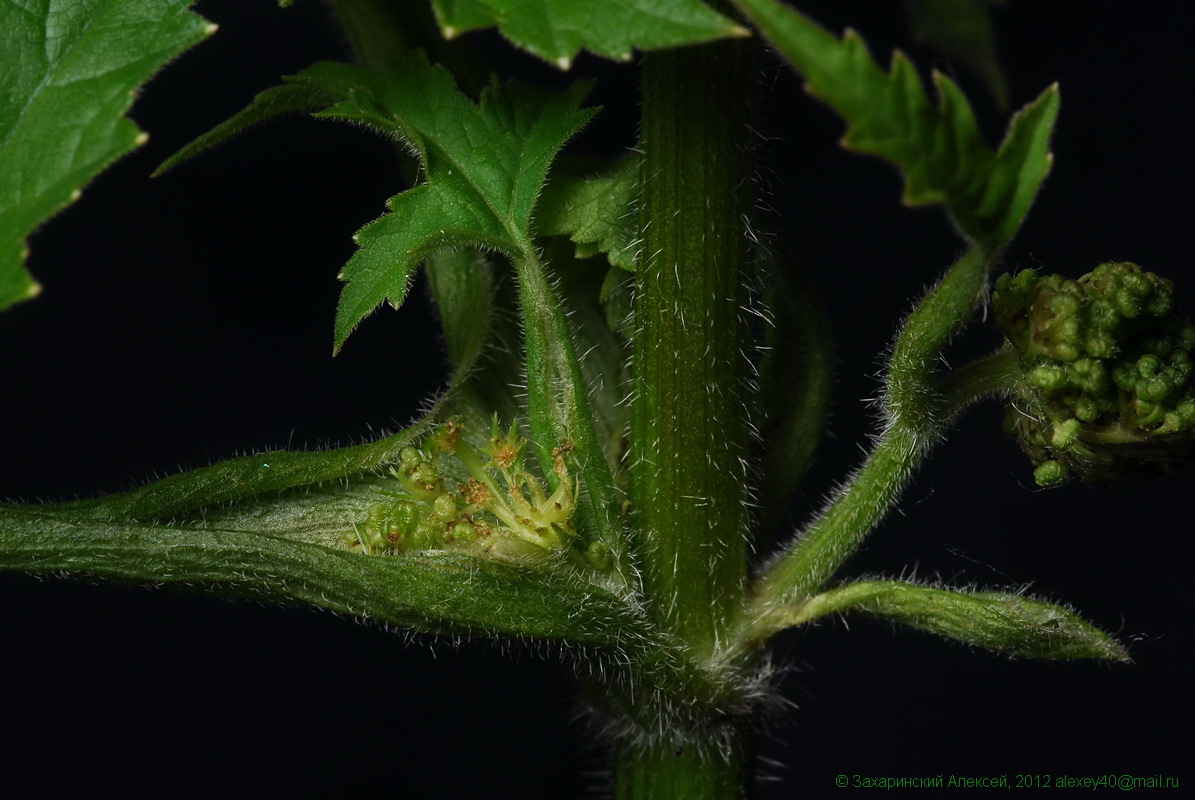 Image of Heracleum sibiricum specimen.