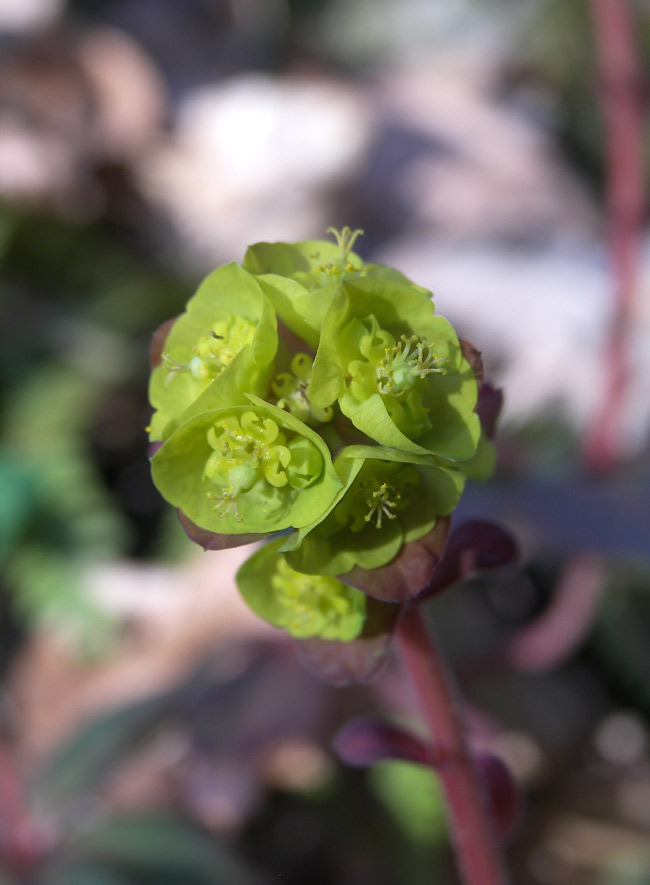 Image of Euphorbia amygdaloides specimen.