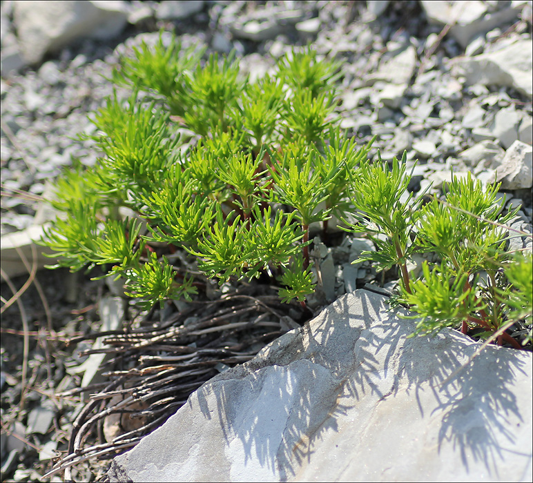 Image of Veronica filifolia specimen.