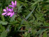 Erodium cicutarium. Часть стебля с соцветием. Киев, южный склон дамбы возле Святошинского озера, 29 мая 2008 г.