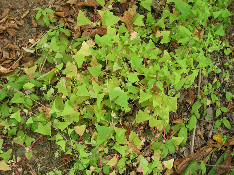 Image of Chylocalyx perfoliatus specimen.