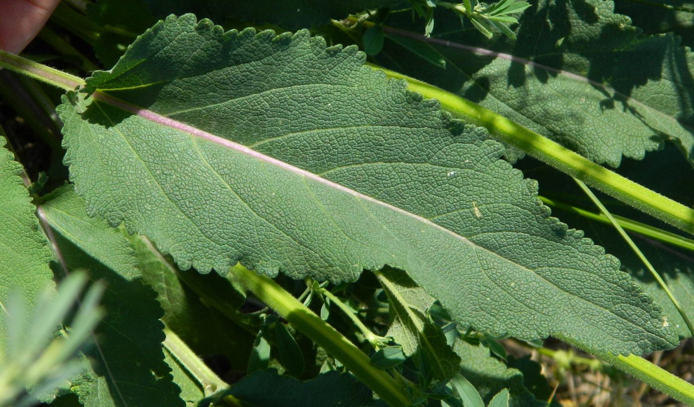 Image of Salvia nutans specimen.