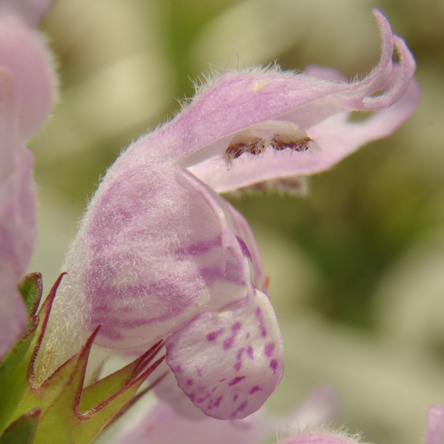 Image of Lamium glaberrimum specimen.