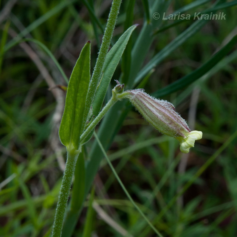 Image of Silene amoena specimen.