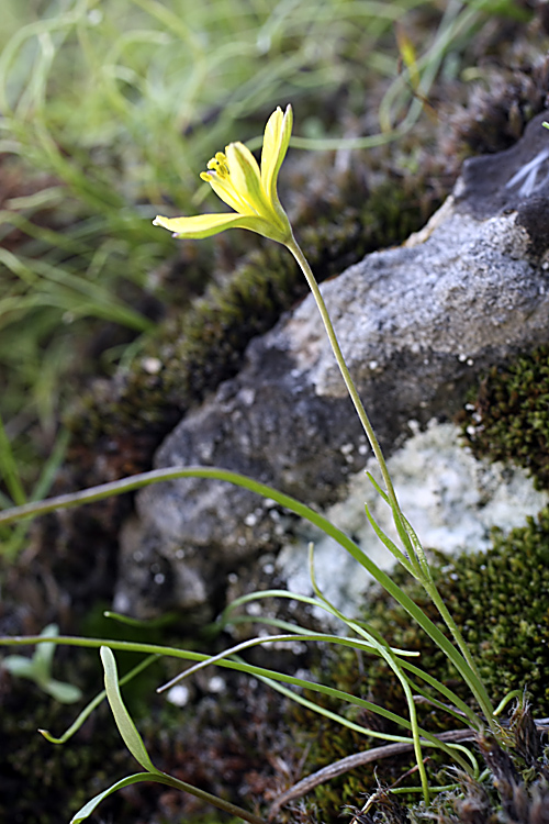 Image of genus Gagea specimen.