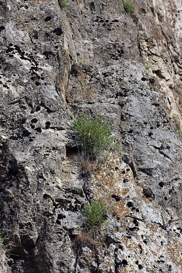 Image of Silene guntensis specimen.