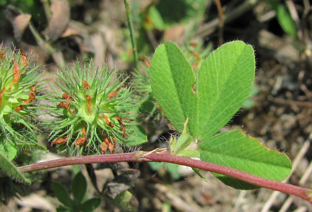 Image of Trifolium lappaceum specimen.