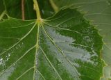 Tilia henryana. Часть листа. Нидерланды, г. Venlo, \"Floriada 2012\". 11.09.2012.