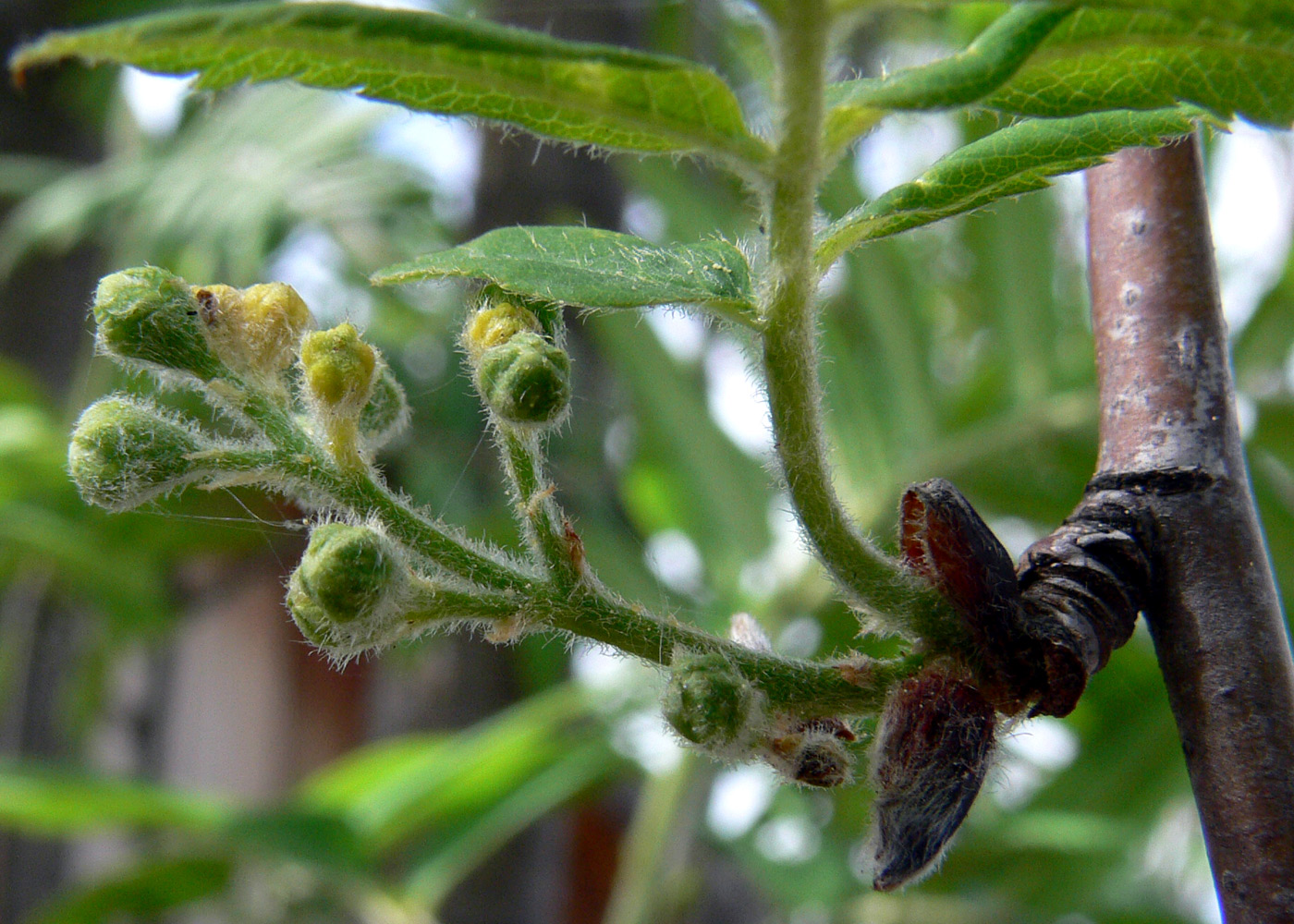 Image of Sorbus sibirica specimen.