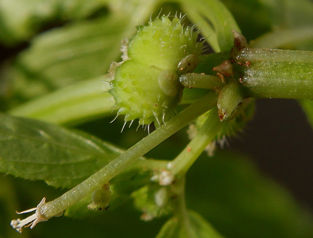 Image of Mercurialis annua specimen.