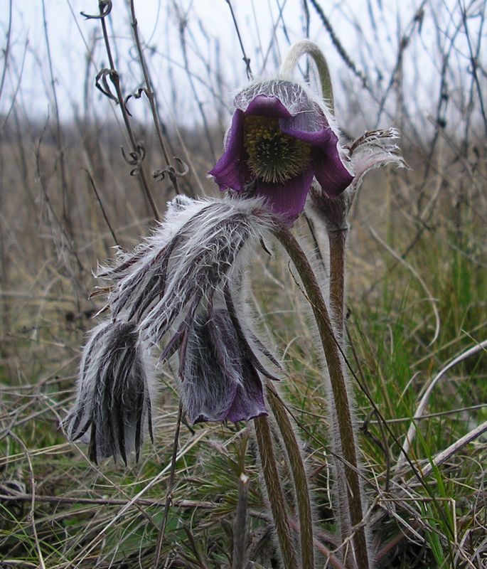 Image of Pulsatilla bohemica specimen.