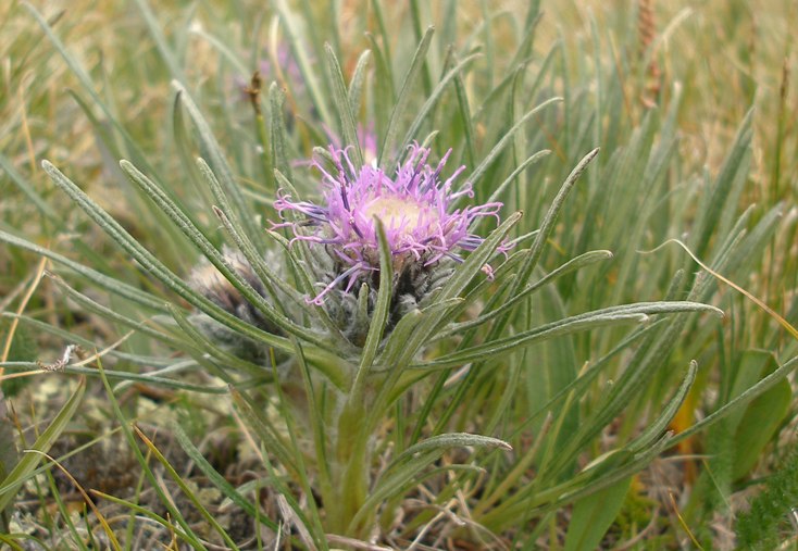 Изображение особи Saussurea leucophylla.