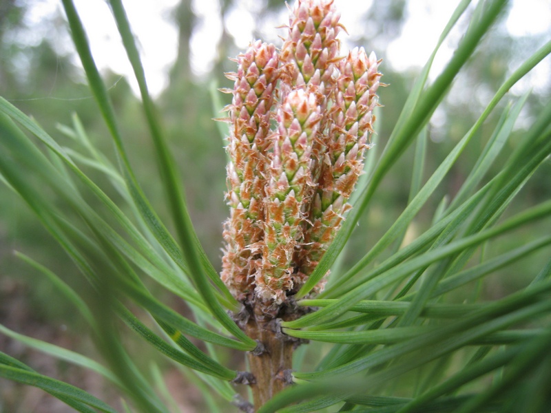 Image of Pinus sylvestris specimen.