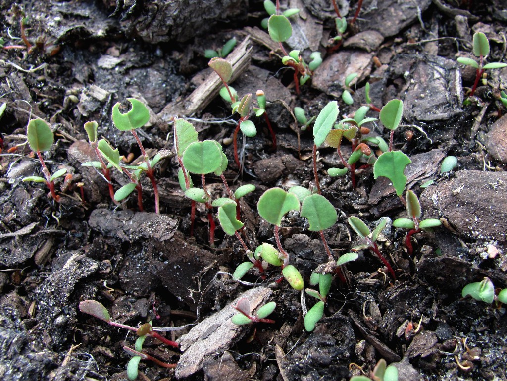 Изображение особи Melilotus albus.