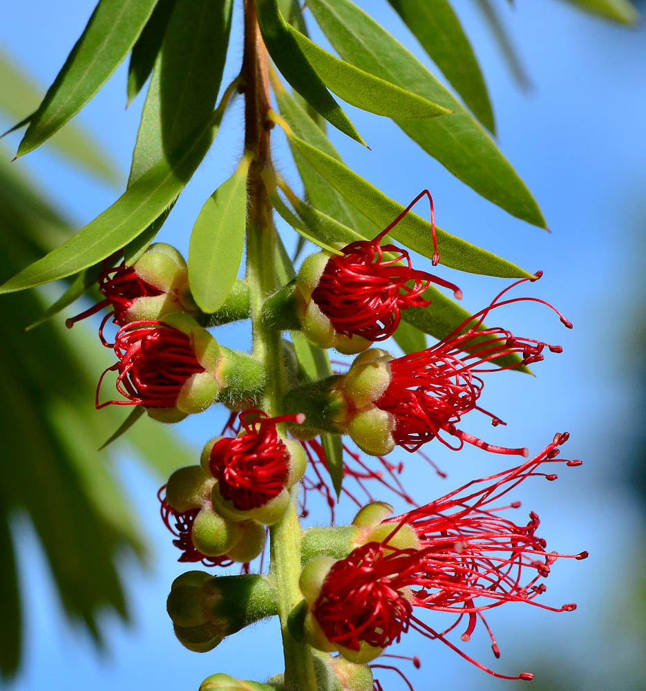 Изображение особи Callistemon phoeniceus.