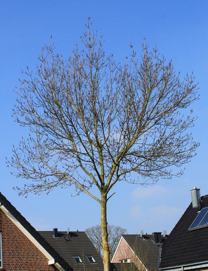 Image of Fraxinus oxycarpa specimen.