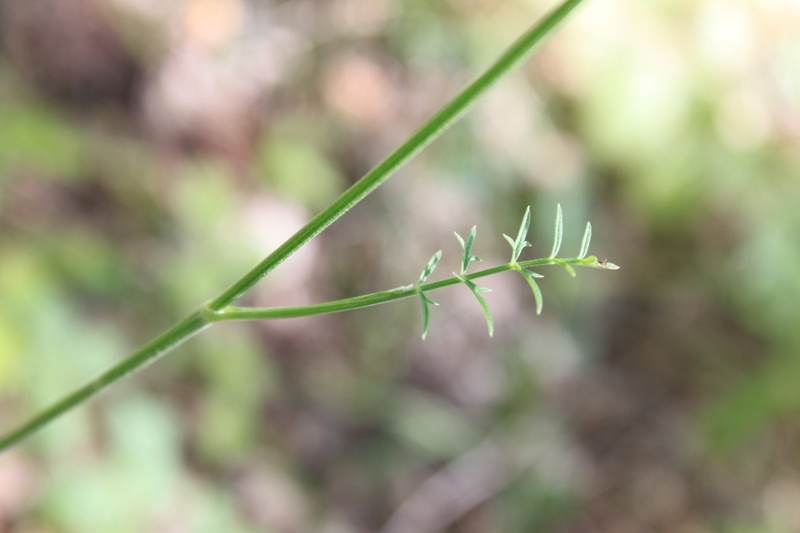 Изображение особи Pimpinella nigra.