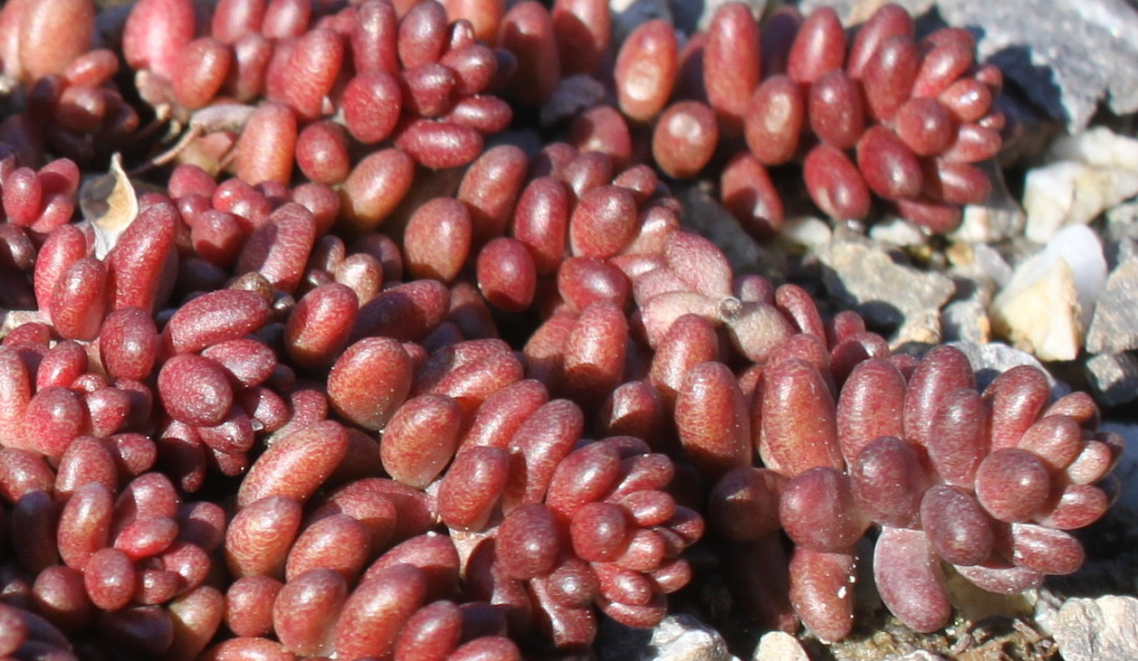 Image of Sedum album specimen.