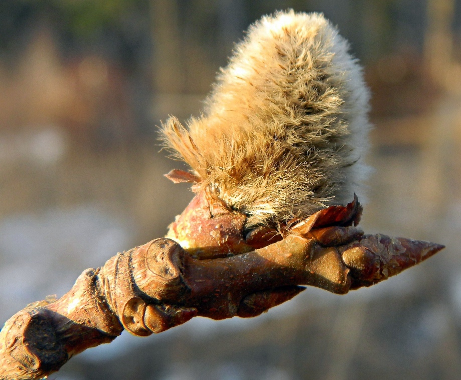 Image of Populus tremula specimen.