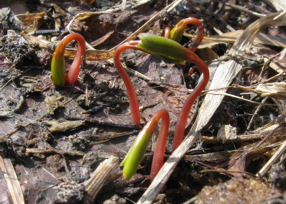 Image of Corydalis bombylina specimen.