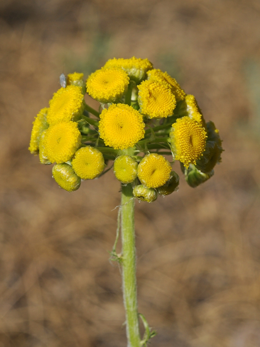 Image of Pseudohandelia umbellifera specimen.