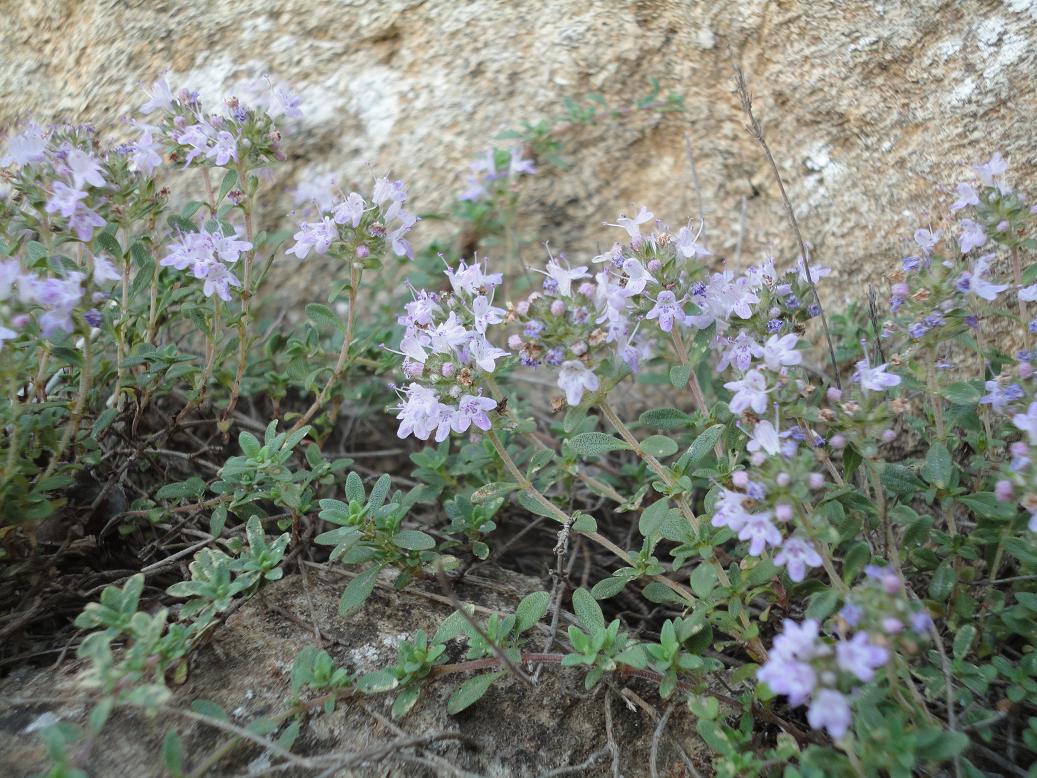 Изображение особи Thymus moldavicus.