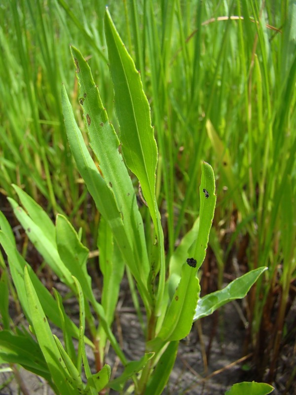 Image of Tripolium pannonicum specimen.