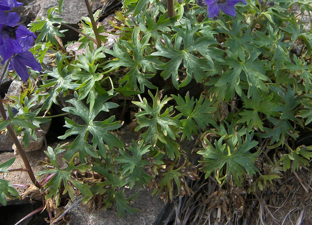 Image of Delphinium caucasicum specimen.