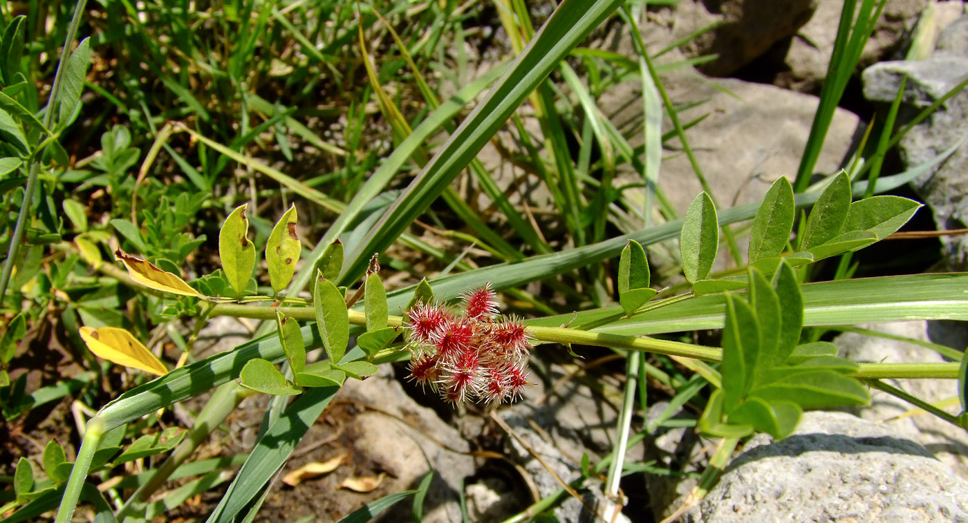 Image of Glycyrrhiza echinata specimen.