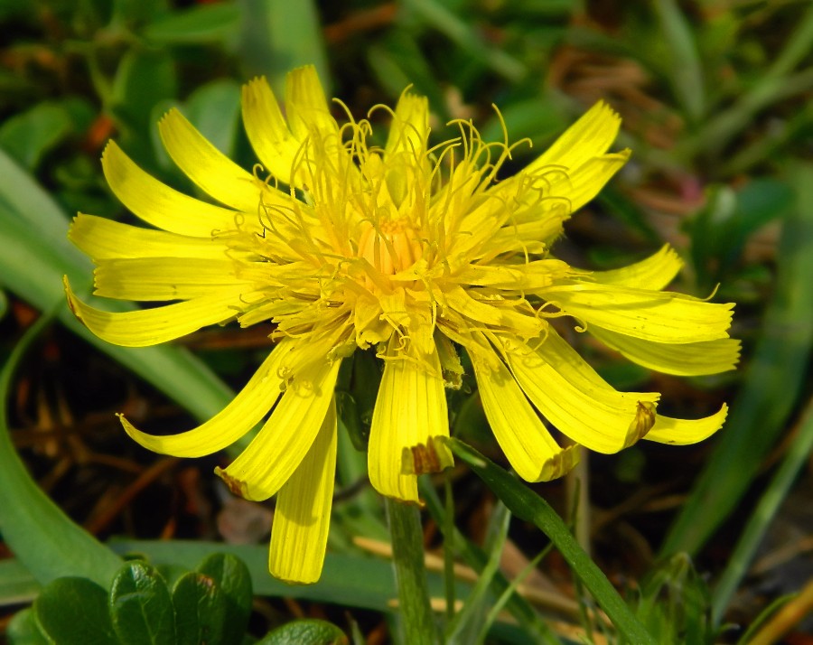 Image of Scorzonera radiata specimen.