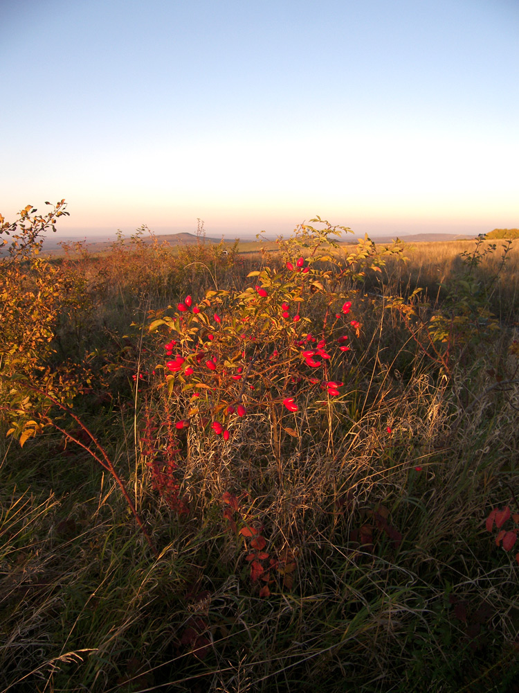 Image of Rosa canina var. hispida specimen.