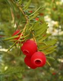 genus Taxus. Веточка с семенами в присемянниках-ариллусах. Украина, г. Запорожье, Запорожский детский ботанический сад. 06.11.2013.