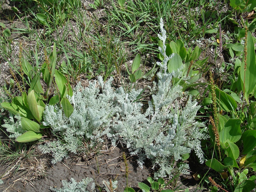 Image of Artemisia nitrosa specimen.