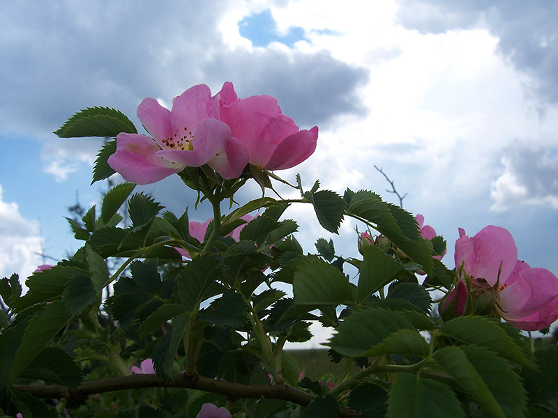 Image of Rosa canina specimen.