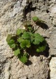 Lamium purpureum