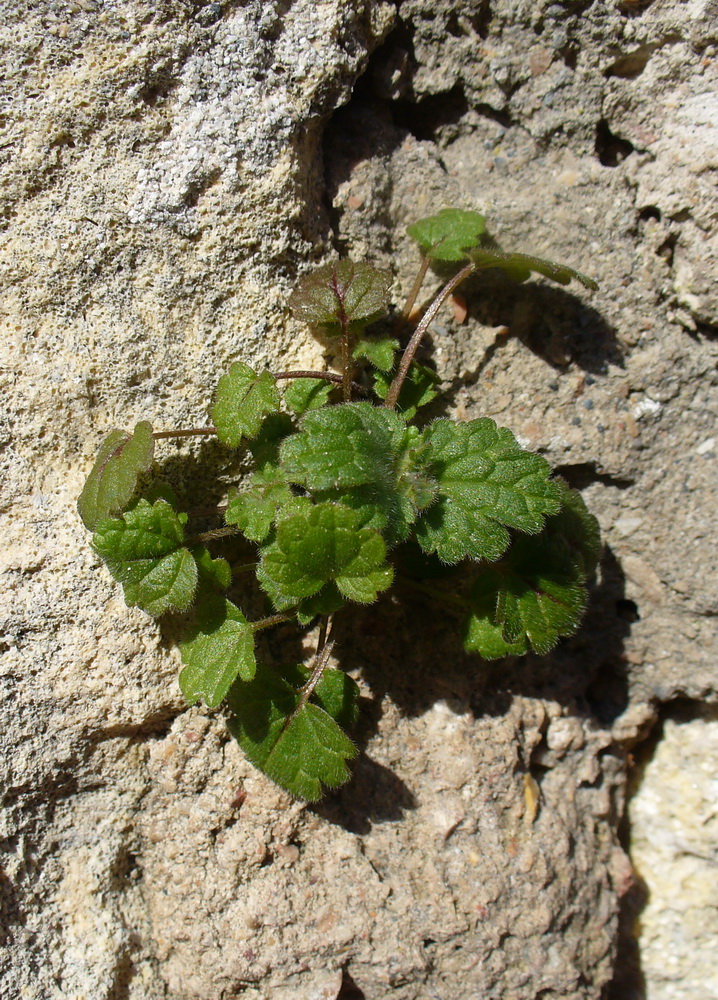 Изображение особи Lamium purpureum.