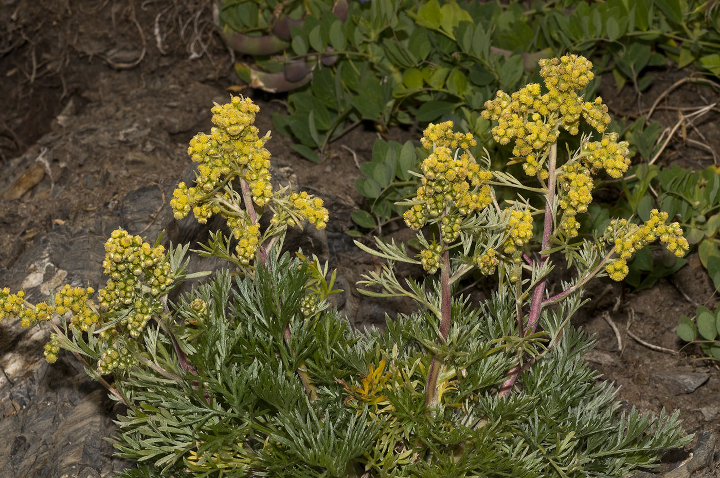 Image of genus Artemisia specimen.