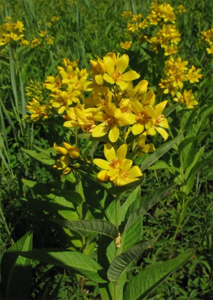 Изображение особи Lysimachia vulgaris.