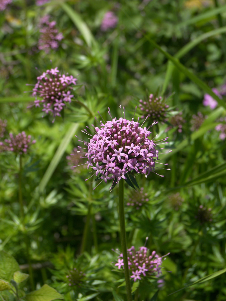 Изображение особи Phuopsis stylosa.