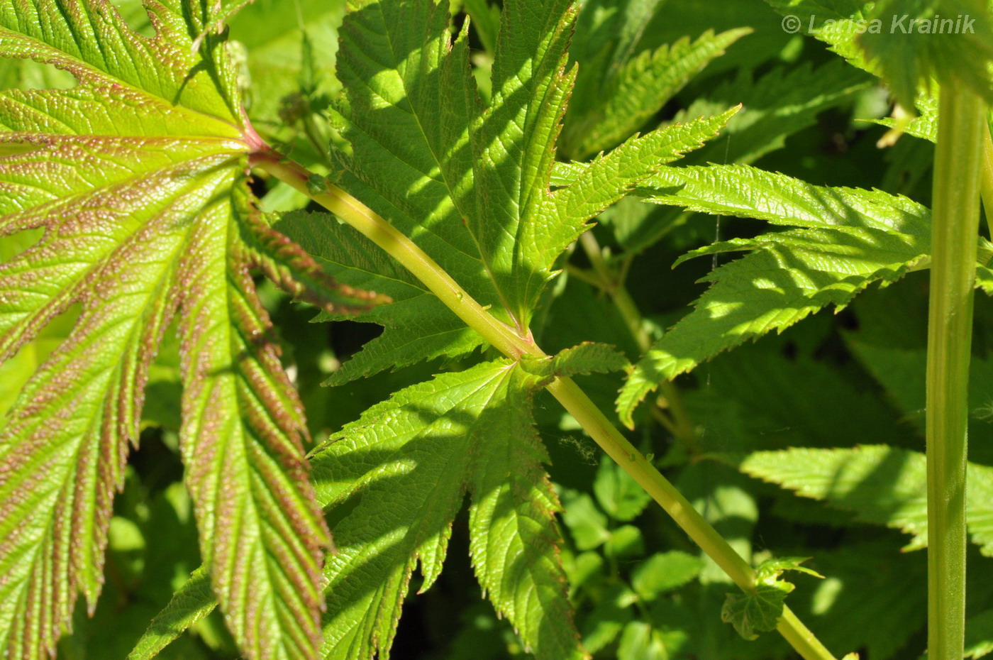 Image of Filipendula palmata specimen.