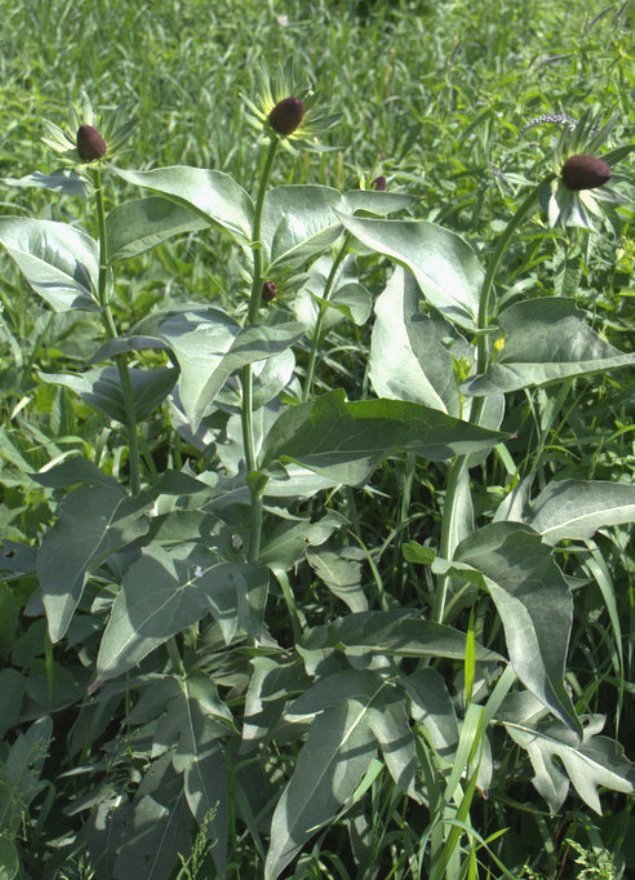 Image of Rudbeckia occidentalis specimen.