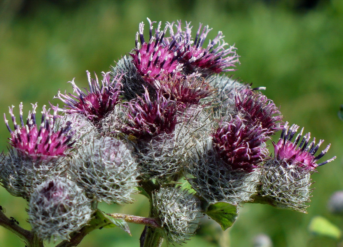 Image of Arctium tomentosum specimen.