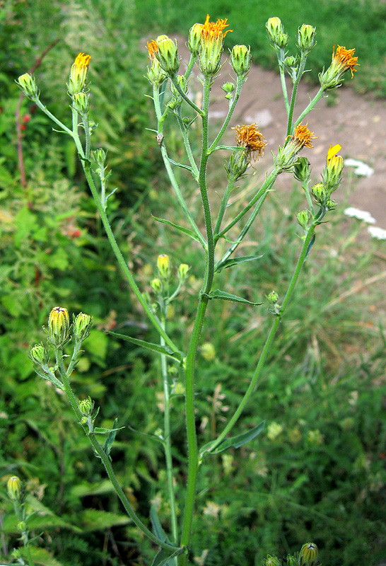 Image of Picris hieracioides specimen.