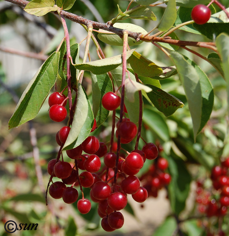 Image of Padus virginiana specimen.