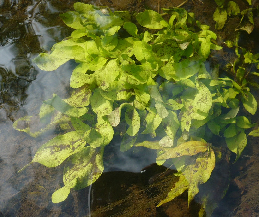 Image of Veronica anagallis-aquatica specimen.