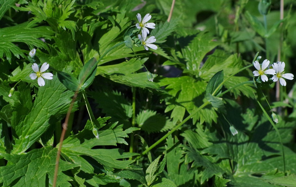 Image of Cerastium davuricum specimen.