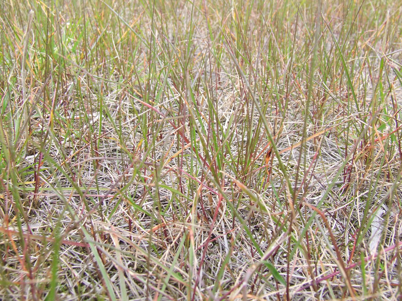 Image of Festuca pratensis specimen.