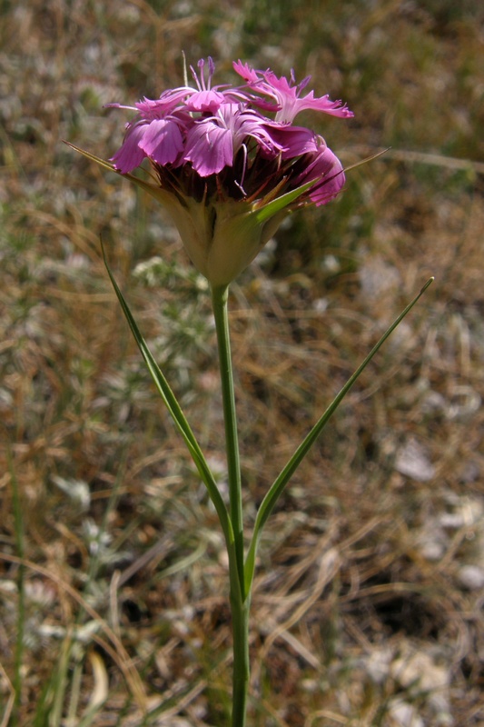 Image of Dianthus capitatus specimen.